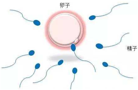 人工代孕