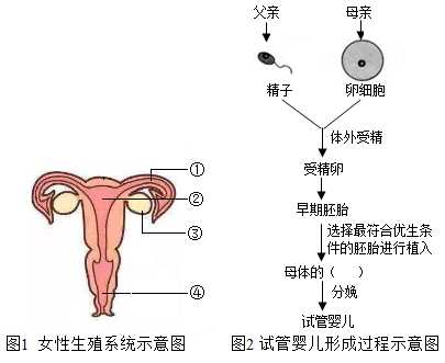 怀孕检测